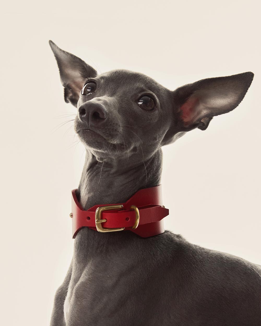 Italian greyhound collar · Whippet · red leather · INDÓMITO