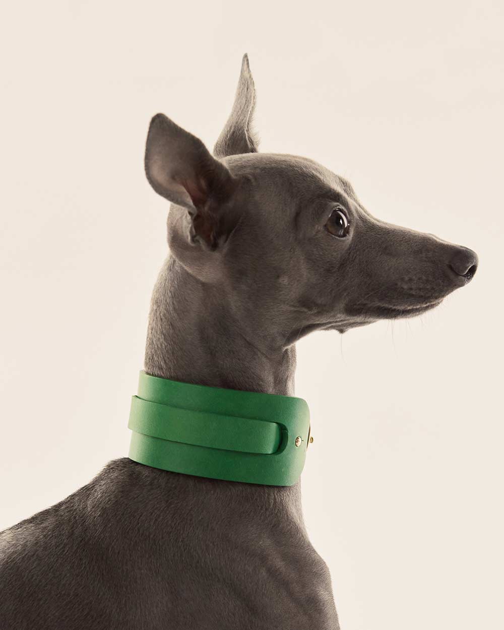 Italian greyhound collar · Whippet · green leather · INDÓMITO