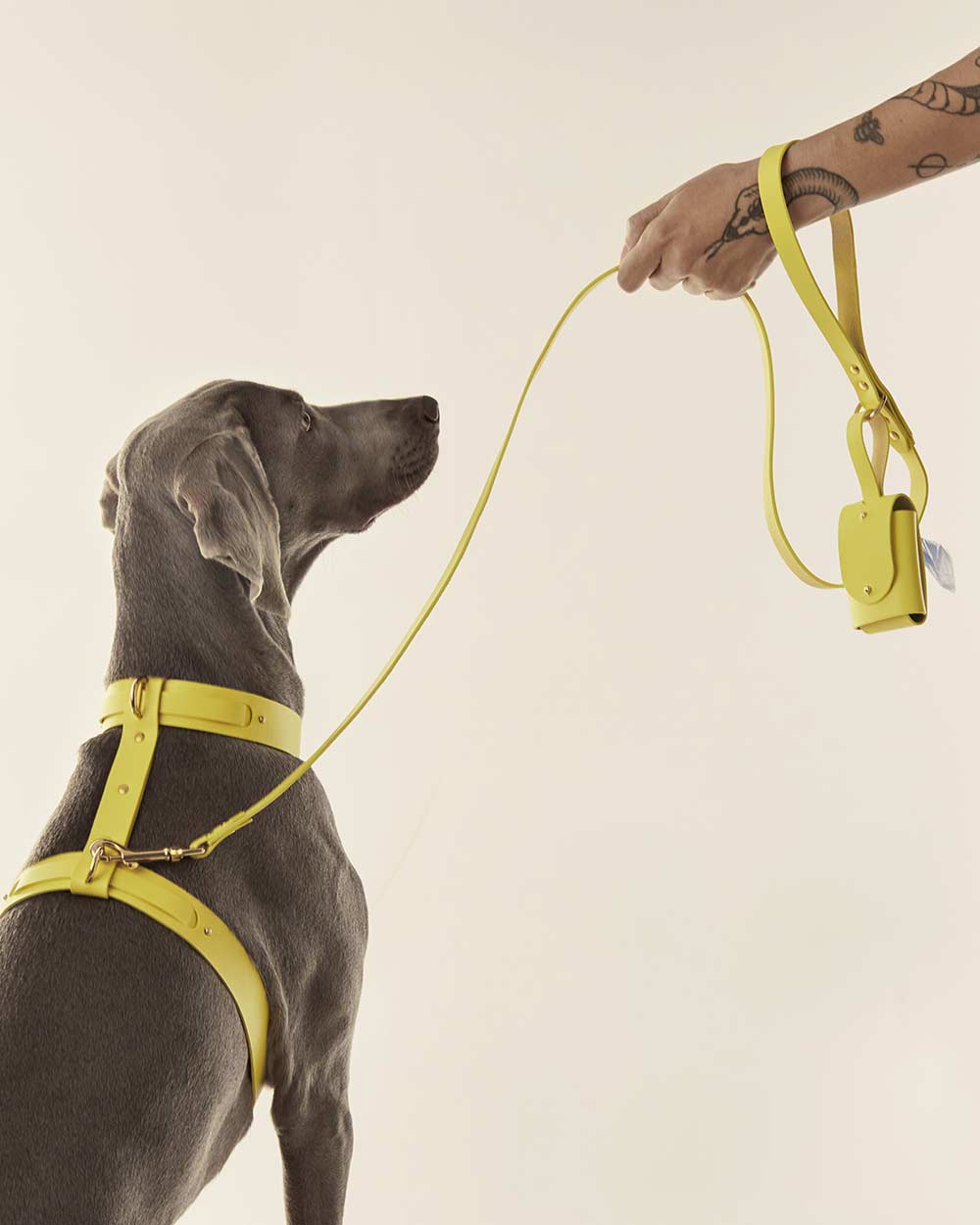 Dog leash · yellow leather · INDÓMITO