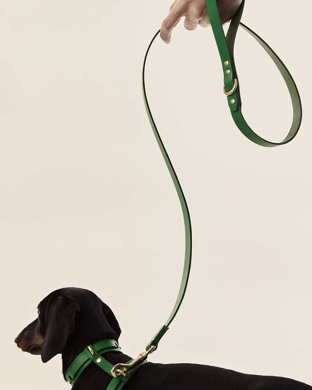 Dog leash · green leather · INDÓMITO