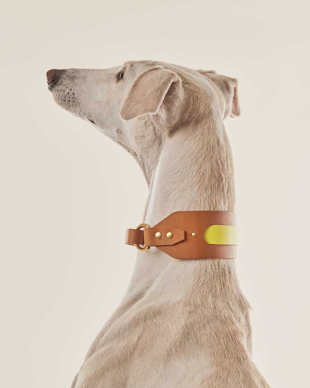 Strip greyhound dog collar yellow leather INDÓMITO
