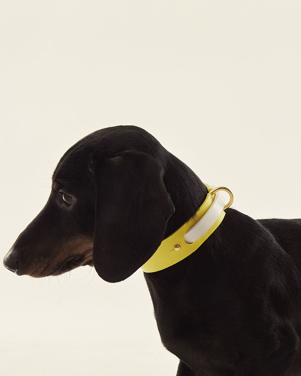 Strip · greyhound dog collar · white leather · INDÓMITO