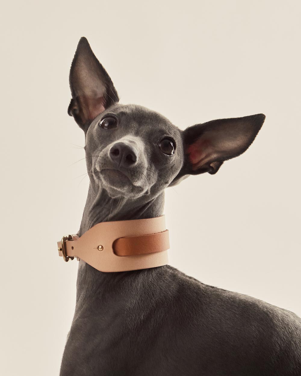 Strip · greyhound dog collar · camel leather · INDÓMITO
