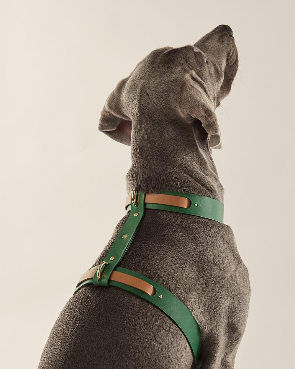 Strips · Dog harness · camel leather · INDÓMITO