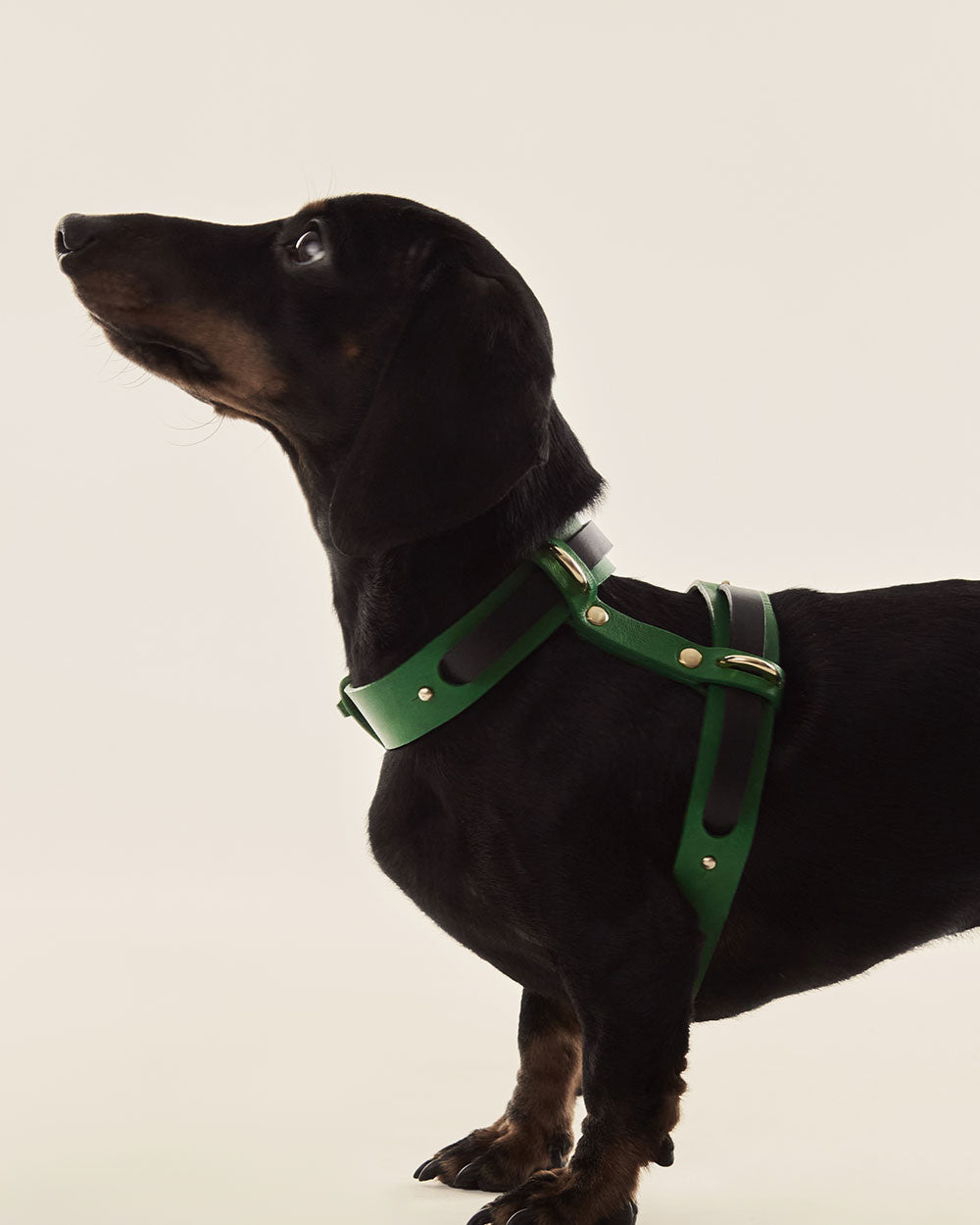 Strips · Dog harness · black leather · INDÓMITO