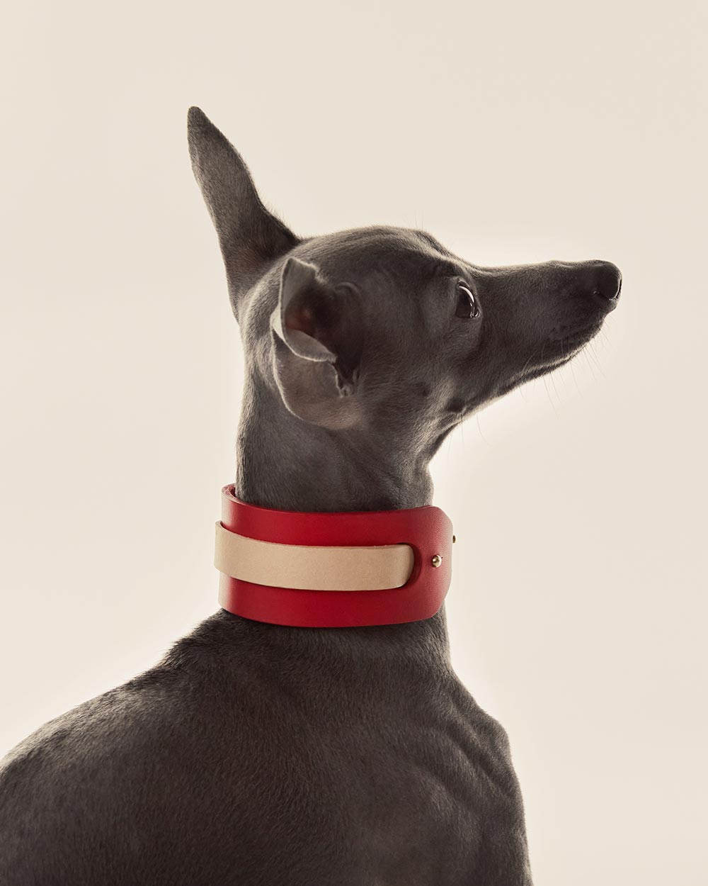 Strip · greyhound dog collar · nude leather · INDÓMITO