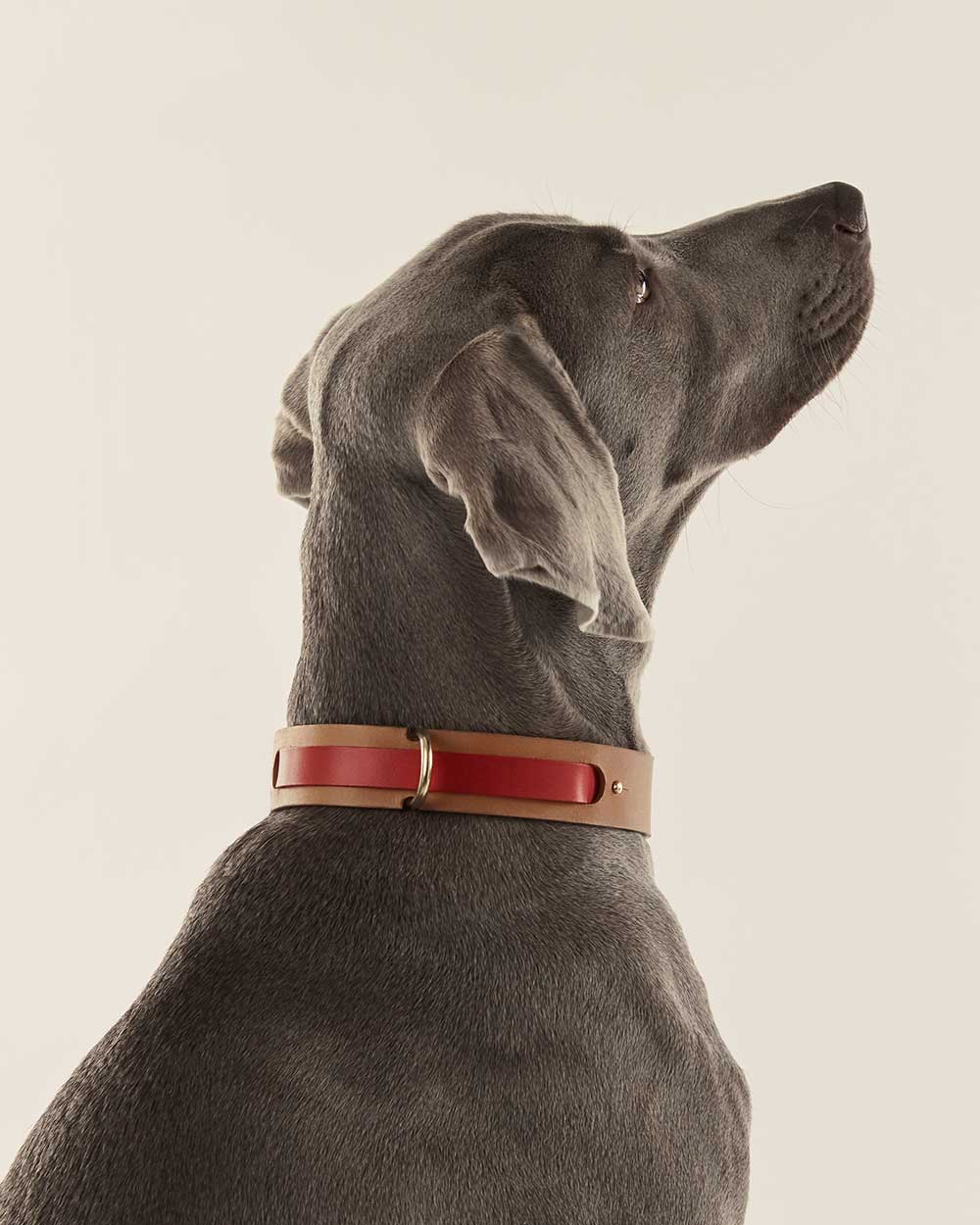 Strip · greyhound dog collar · red leather · INDÓMITO