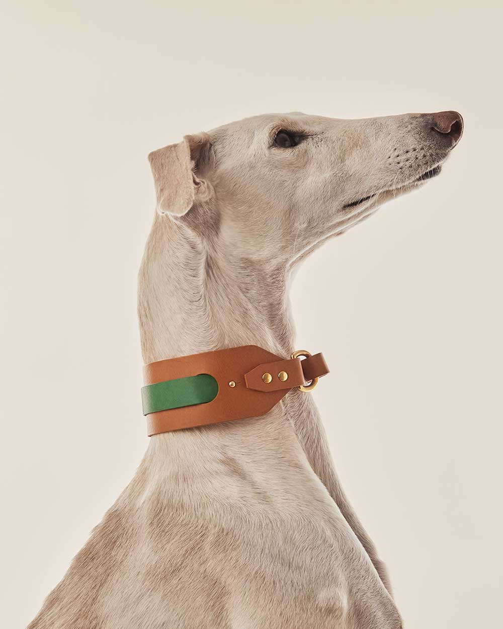 Strip greyhound dog collar green leather INDÓMITO