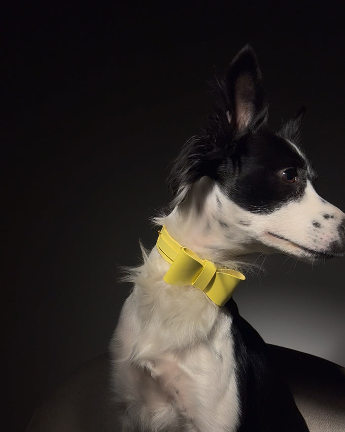 犬用ボウタイ · イエロー