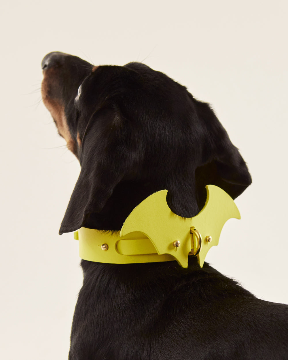 Collar Perro Amarillo + Accesorio Alas Amarillo