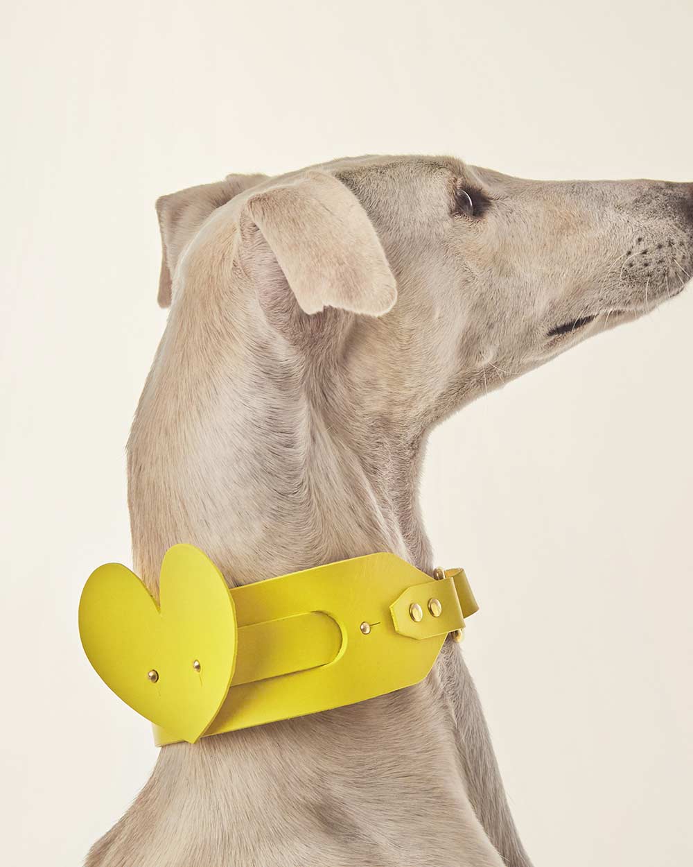 Corazón· collar o arnés perro · cuero amarillo · Indómito