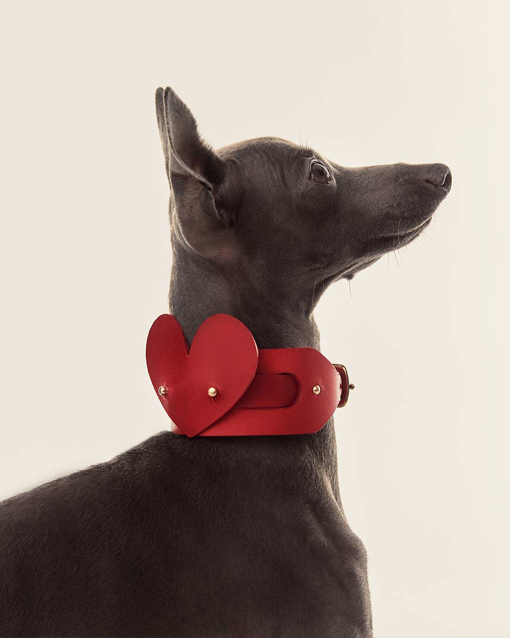 Heart · dog collar or harness · red leather · INDÓMITO