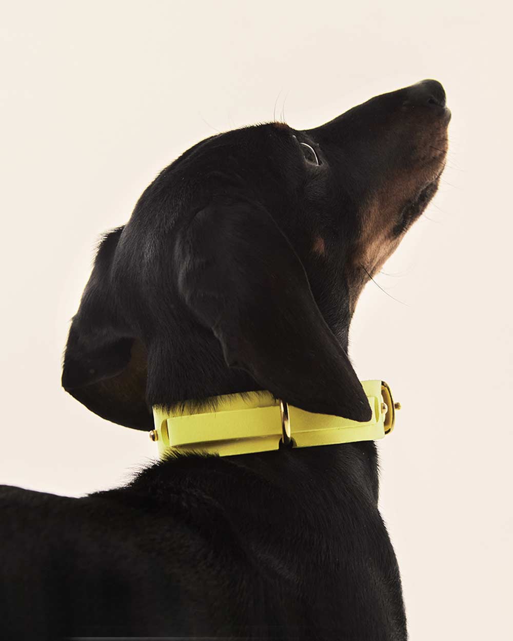 Collar perro · cuero amarillo · Indómito