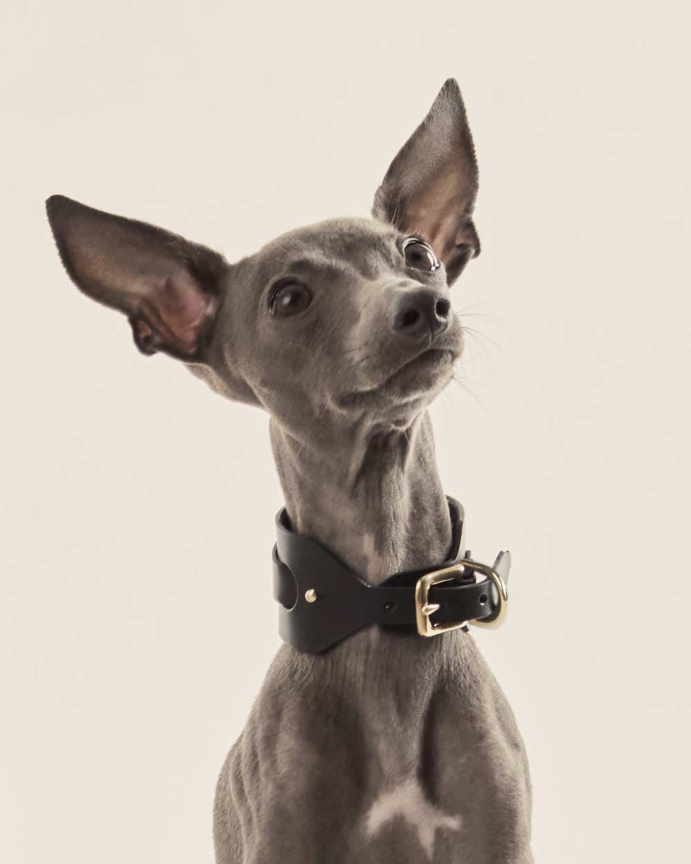 Italian greyhound collar · Whippet · black leather · INDÓMITO